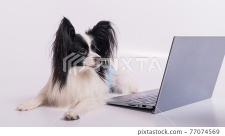 Smart dog papillon breed works at a laptop on a white background. Continental Spaniel uses a wireless computer. Smart dog papillon breed works at a laptop on a white background. Continental Spaniel uses a wireless computer. 77074569