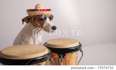 A funny dog in a sombrero and sunglasses plays the mini bongo drums. Jack Russell Terrier in a straw hat next to a traditional ethnic percussion instrument 77074710