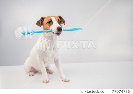 Jack russell terrier dog holds a blue toilet brush in his mouth. Plumbing cleaner 77074726