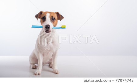 Smart dog jack russell terrier holds a blue toothbrush in his mouth on a white background. Oral hygiene of pets 77074742