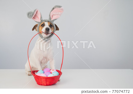 Cute jack russell terrier dog in a bunny rim next to holds a basket with painted easter eggs on a white background. 77074772