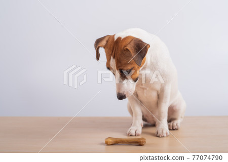 Small dog looking at a bone on a white background. Copy space Small dog looking at a bone on a white background. Copy space 77074790