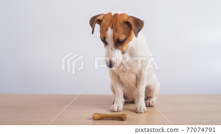 Small dog looking at a bone on a white background. Copy space Small dog looking at a bone on a white background. Copy space 77074791