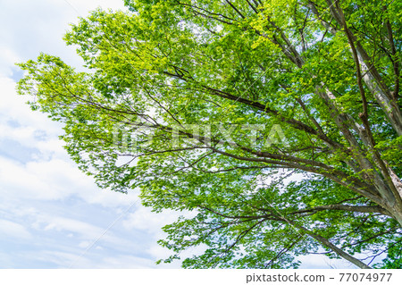 Fresh green of zelkova and blue sky of spring 77074977