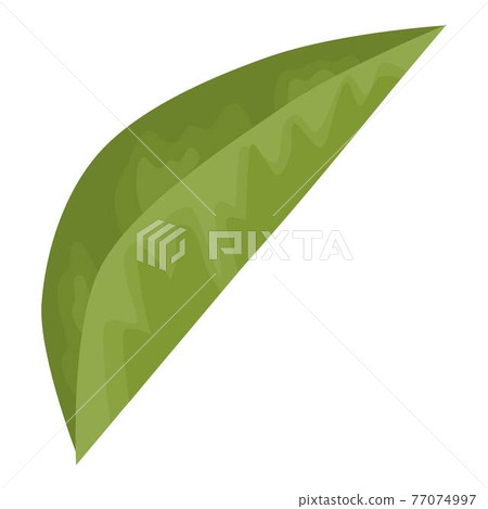 Leaves of Pomegranate hand drawn and realistic style on white background, isolated leaf of red fruit. colorful cartoon style illustration. Leaves of Pomegranate hand drawn and realistic style on white background, isolated leaf of red fruit. colorful cartoon style illustration. 77074997