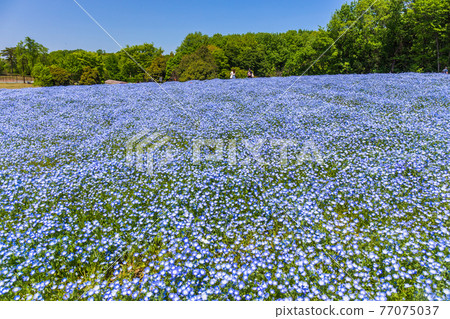 Nemophila blooming hill 77075037