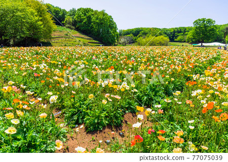Poppy field in full bloom Poppy field in full bloom 77075039