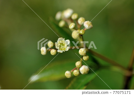 Christmas bush flowers Christmas bush flowers 77075171