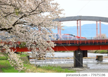 西內川和秋田新幹線上的一排櫻花樹 77075196