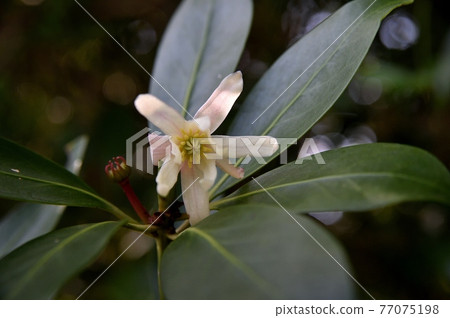 四季見花 四季見花 77075198