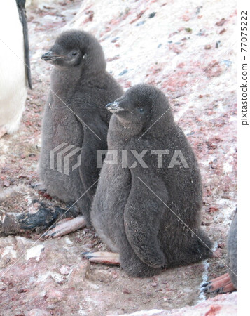 阿德利企鵝小雞 77075222