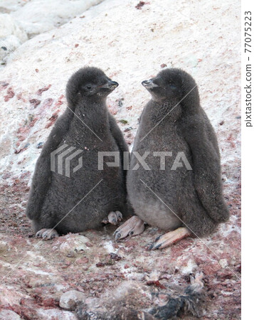 阿德利企鵝小雞 77075223