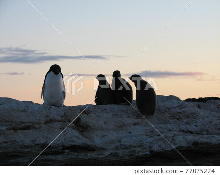 阿德利企鵝 77075224