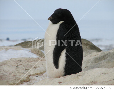 Adelie penguin 77075229