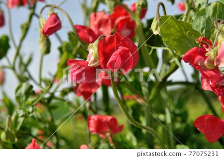 紅色Sweatpee 77075231