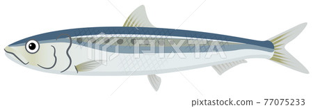 沙丁魚/沙丁魚 沙丁魚/沙丁魚 77075233