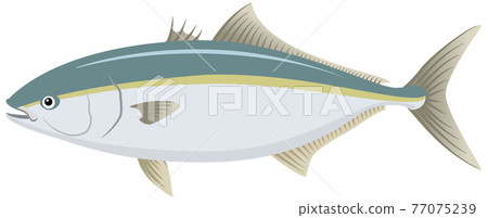 黃尾魚 / 黃尾魚 / Hamachi / Amberjack 黃尾魚 / 黃尾魚 / Hamachi / Amberjack 77075239