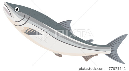 Salmon / salmon 77075241