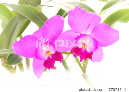 卡特蘭蘭花粉紅色花朵明亮的背景 77075544