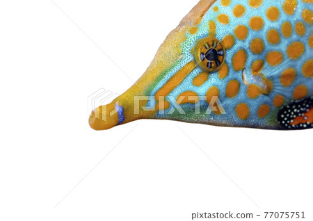 Spotted filefish up white background 77075751