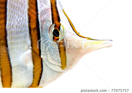 Copperband butterflyfish up white background Copperband butterflyfish up white background 77075757