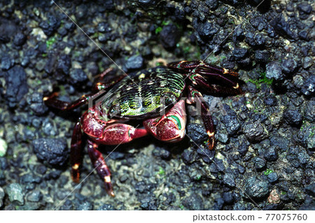 Crab striped shore crab 77075760