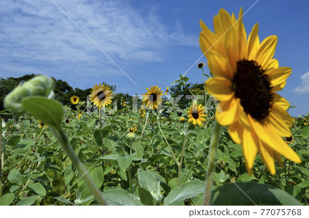 Sunflower and blue sky Sunflower Ichimen no Hana Sunflower and blue sky Sunflower Ichimen no Hana 77075768