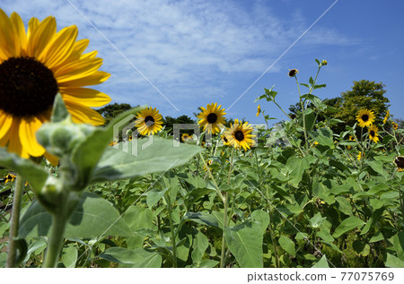 Sunflower and blue sky Sunflower Ichimen no Hana Sunflower and blue sky Sunflower Ichimen no Hana 77075769