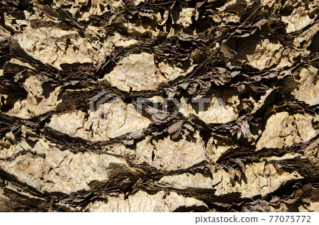 Palm bark graphic material 77075772