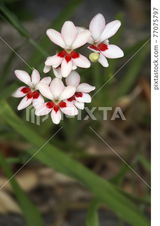 可愛的盛開的白色 Montbretia 花 可愛的盛開的白色 Montbretia 花 77075797