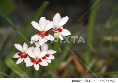 Montbretia，一朵可愛的白花 77075798