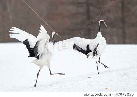北海道東部冬季風景，日本起重機 77075859