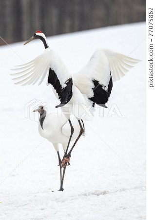 北海道東部冬季風景，日本起重機 77075862