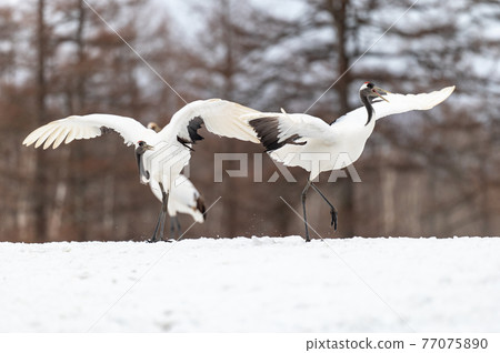 Winter scenery of Eastern Hokkaido, Japanese crane 77075890