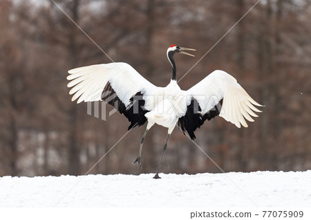 北海道東部冬季風景,日本起重機 北海道東部冬季風景,日本起重機 77075909