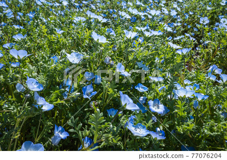 Nemophila of Tomita Sato Niwa Koen 77076204