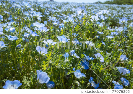 Nemophila of Tomita Sato Niwa Koen 77076205