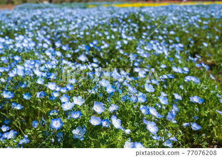 富田佐藤丹羽公園的 Nemophila 富田佐藤丹羽公園的 Nemophila 77076208