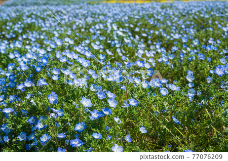 富田佐藤丹羽公園的 Nemophila 富田佐藤丹羽公園的 Nemophila 77076209