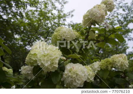 大手的花朵盛開。學名是Viburnum plicatum 大手的花朵盛開。學名是Viburnum plicatum 77076210