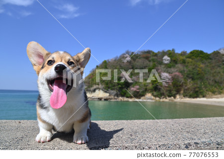 Spring sea Spring sea 77076553