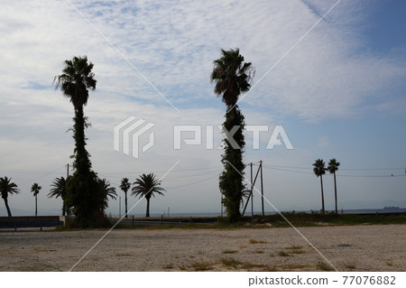 天空和沿海樹木 77076882