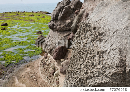 退潮時出現藍藻的西海岸 77076958