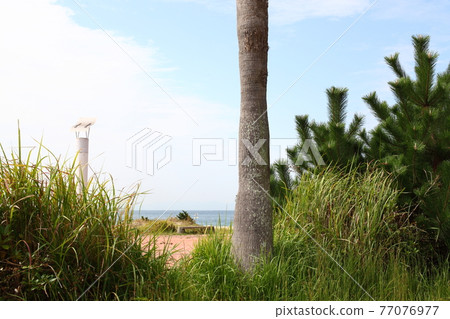Seaside palm tree Seaside palm tree 77076977