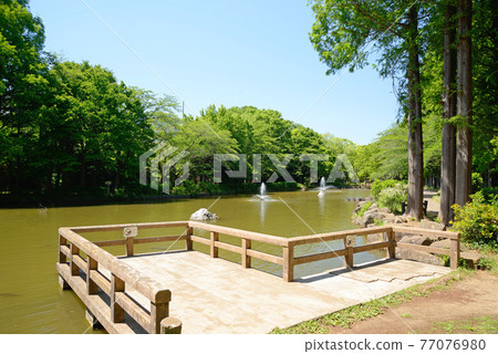鮮綠色,鐮谷市,千葉縣,海山公園,噴泉池 鮮綠色,鐮谷市,千葉縣,海山公園,噴泉池 77076980