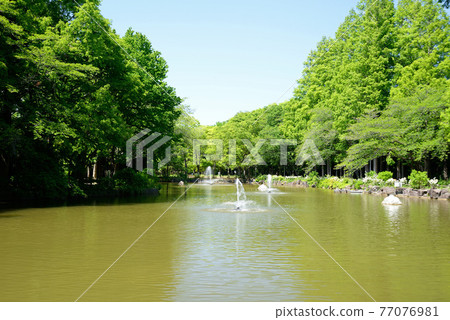 鮮綠色,鐮谷市,千葉縣,海山公園,噴泉池 鮮綠色,鐮谷市,千葉縣,海山公園,噴泉池 77076981