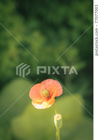 一朵罌粟花 77077003
