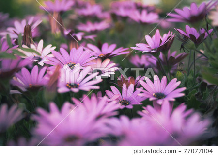 許多粉紅色的瑪格麗特海角花 77077004