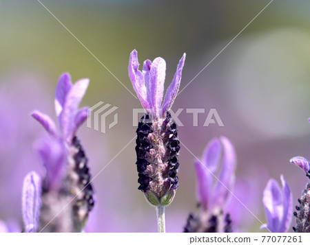 Lavender flowers Lavender flowers 77077261