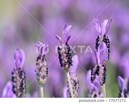 Lavender flowers Lavender flowers 77077271